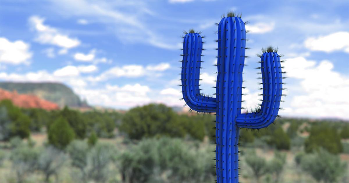 Cactus By Cactus